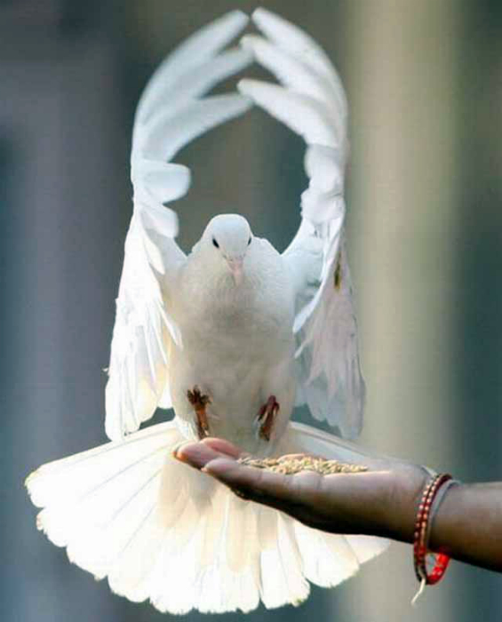 White dove.