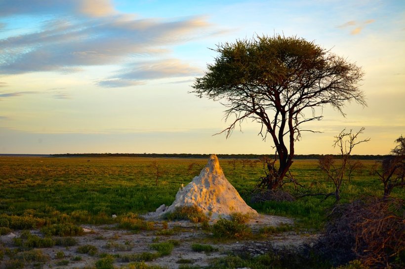 25 fascinating snapshots of the wild nature of Namibia, which speeds up the pulse