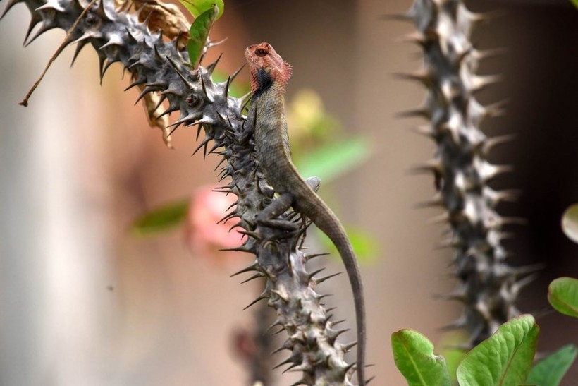 19 fascinating snapshots of wildlife made in recent weeks around the world