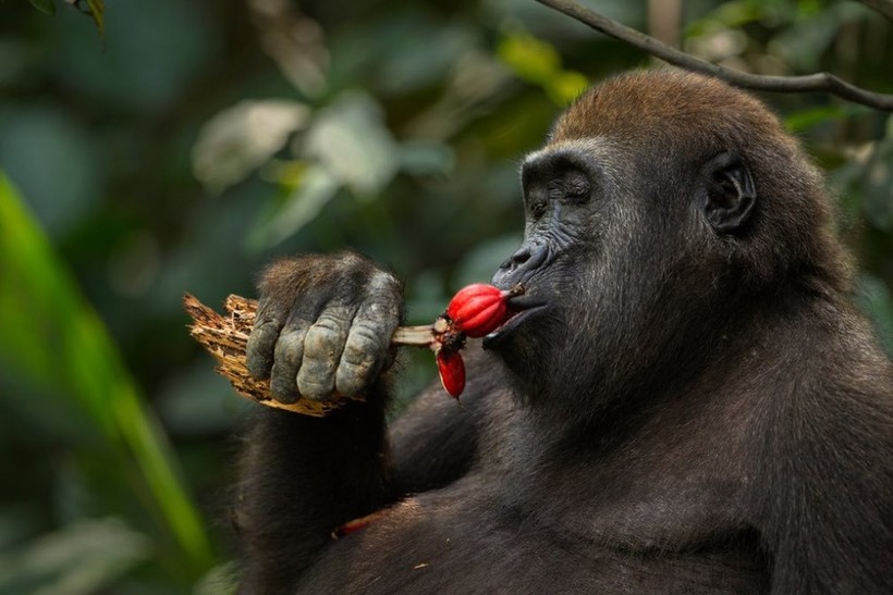 19 fascinating wildlife images taken in recent weeks around the world