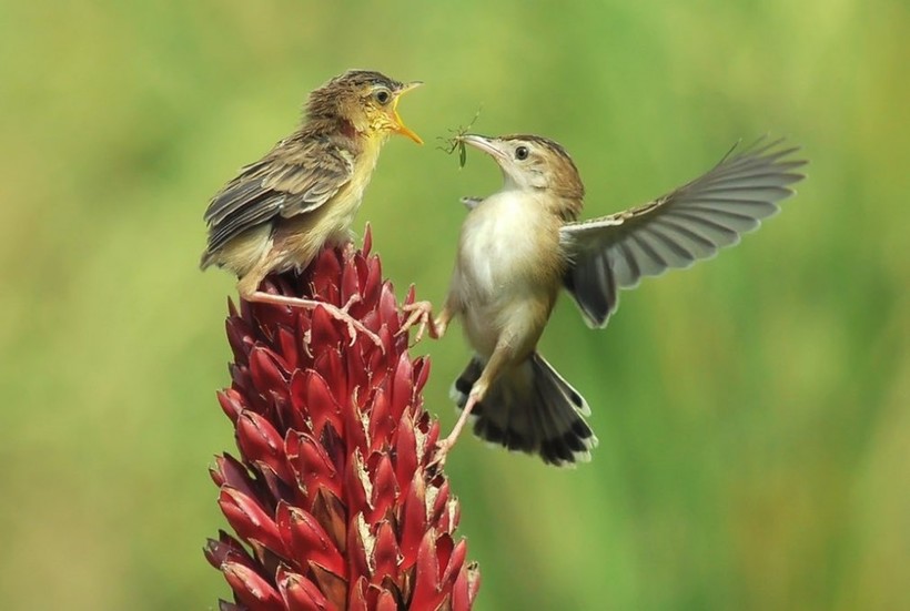 19 fascinating wildlife images taken in recent weeks around the world