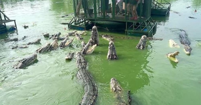 Crocodile farm in Thailand - a great place for thrill-seekers