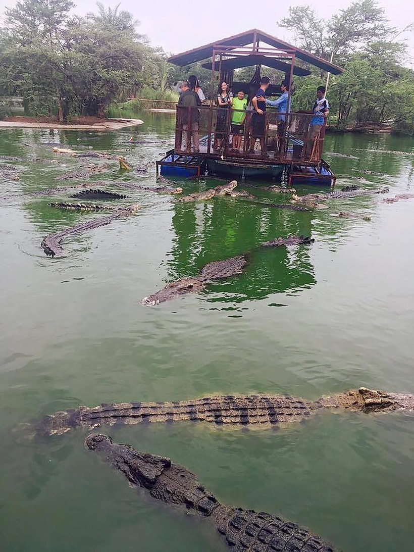 Crocodile farm in Thailand - a great place for thrill-seekers