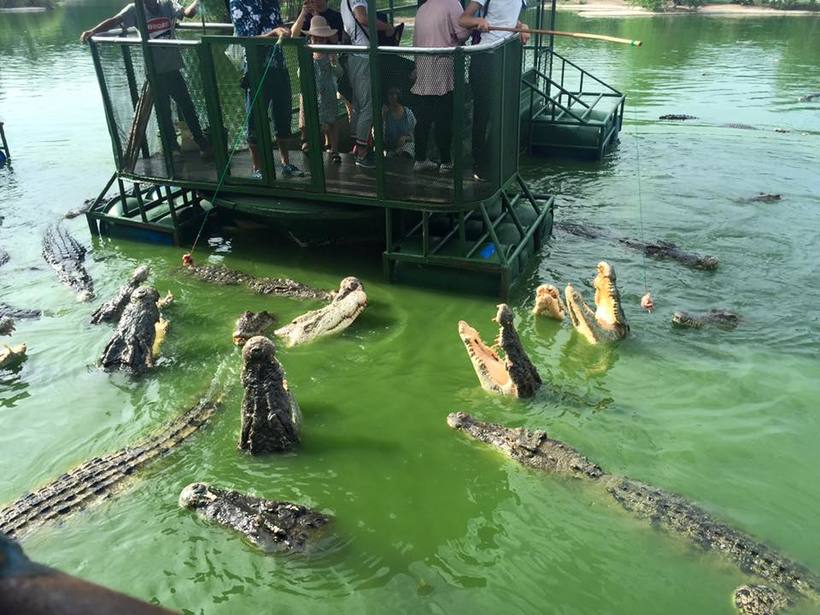 Crocodile farm in Thailand - a great place for lovers sharp felt th 