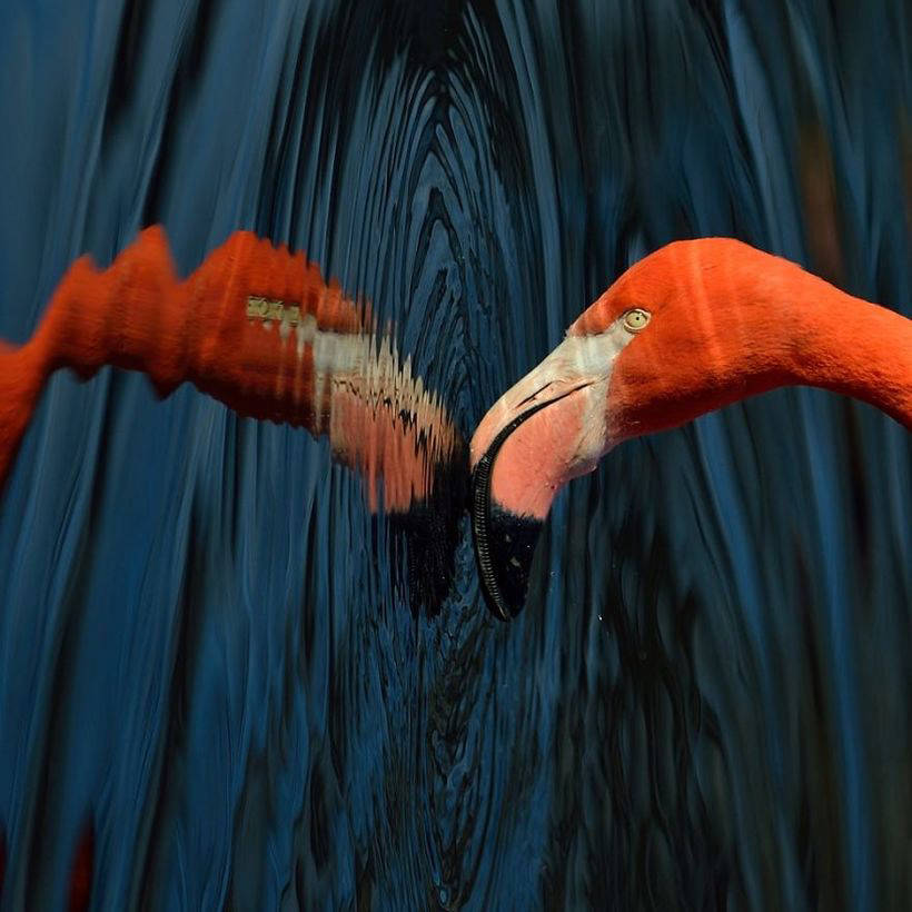 10 photo of magnificent flamingos - birds that came to this world from the fairy tale 