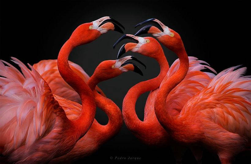 10 photos of magnificent flamingos - birds that came to this world from the fairy tale