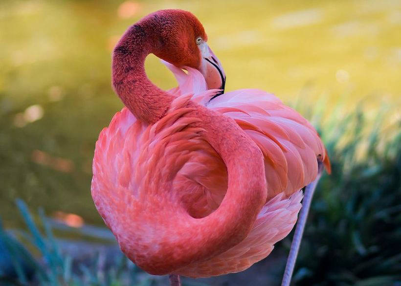 10 photos of magnificent flamingos - birds that came to this world from a fairy tale 