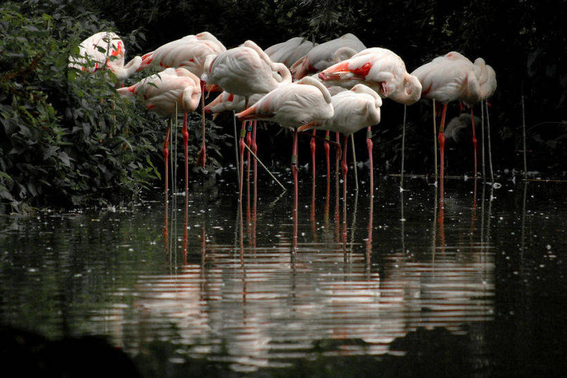 10 photos of magnificent flamingos - birds that came to this world from the fairy tale 