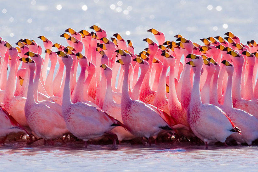 10 photos of magnificent flamingos - birds that came to this world from the fairy tale 