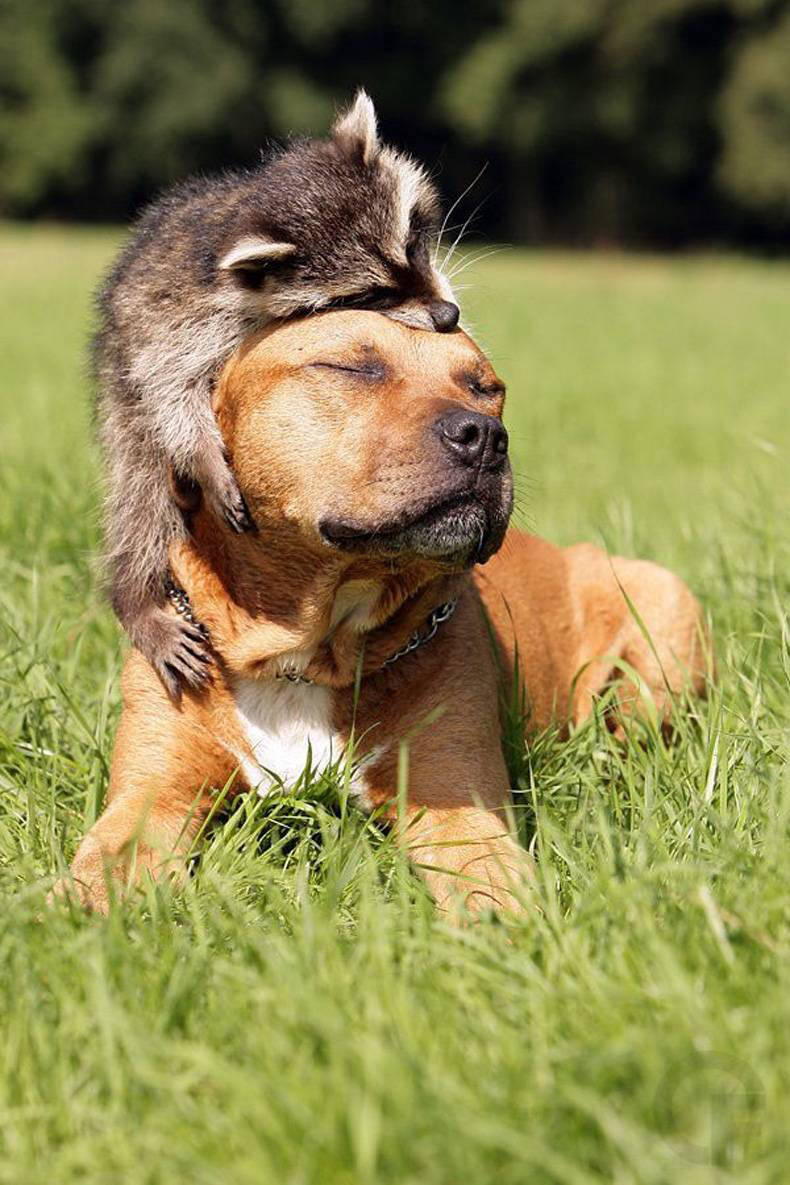 9 funny pictures to prove that raccoons - the most fascinating animals in the world