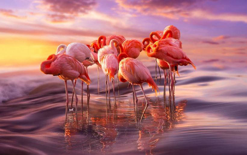 10 photo of magnificent flamingos - birds that came to this world from the fairy tale 