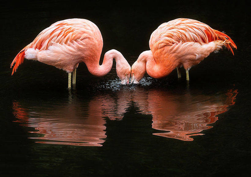 10 photos of magnificent flamingos - birds that came to this world from a fairy tale