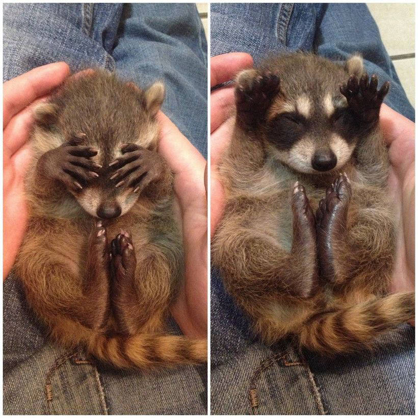 9 funny photos proving that raccoons are the most fascinating animals in the world