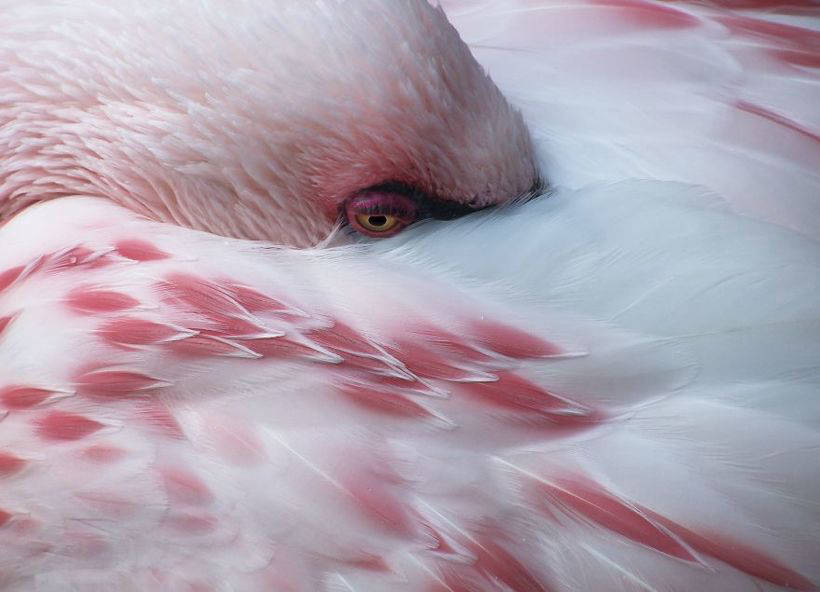 10 photos of magnificent flamingos - birds that came to this world from the fairy tale