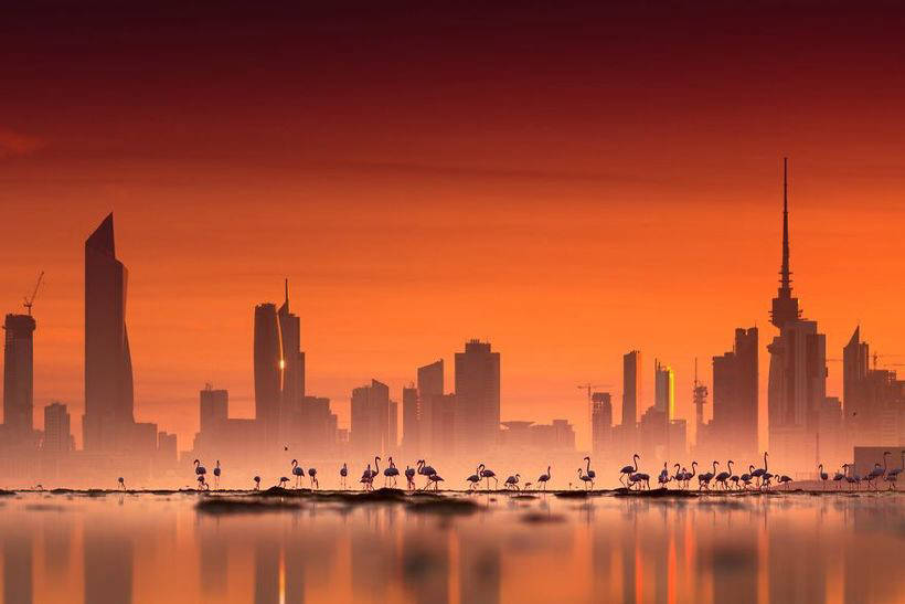 10 фото чудових фламінго - птахів, які прийшли в цей світ з казки 