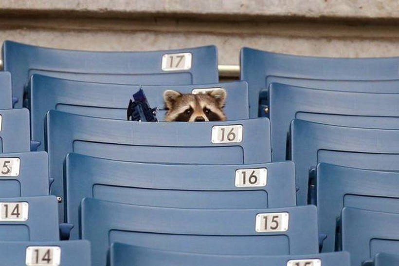 9 funny photos proving that raccoons are the most charming animals in the world 