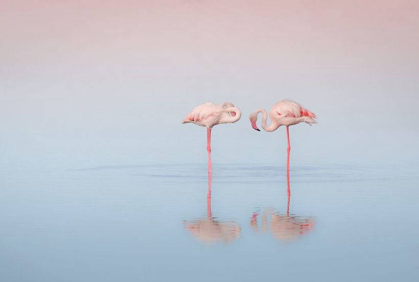 10 photos of magnificent flamingos - birds that came to this world from tales 