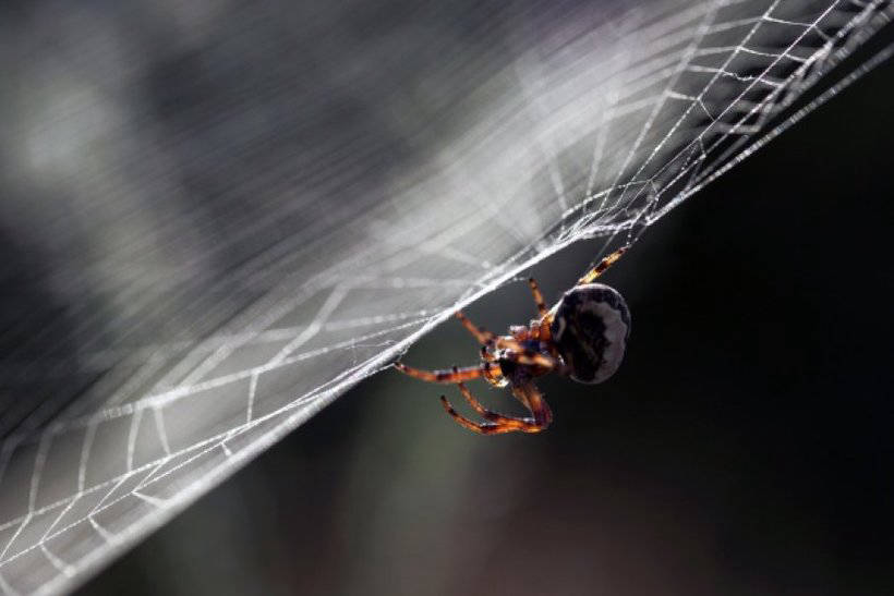 Шість міфів про павуків