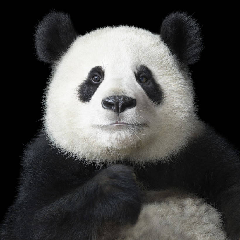 13 masterpieces of wild animals from the genius Tim Flach