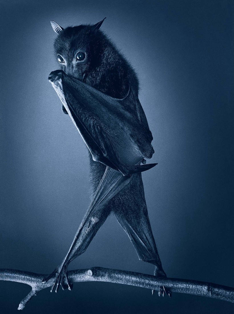 13 masterpieces of wild animals from the genius Tim Flach