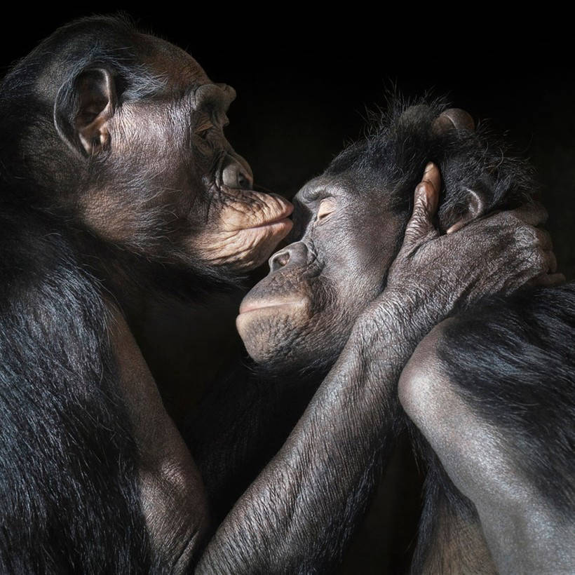 13 masterpieces of wild animals from the genius Tim Flach