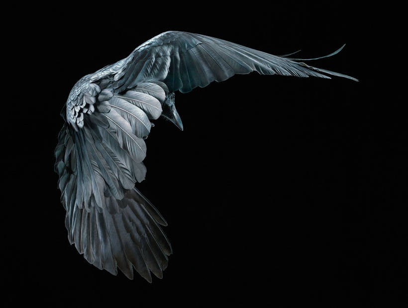 13 masterpieces of wild animals from the genius Tim Flach