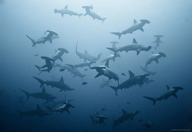 Group of Hammerheads