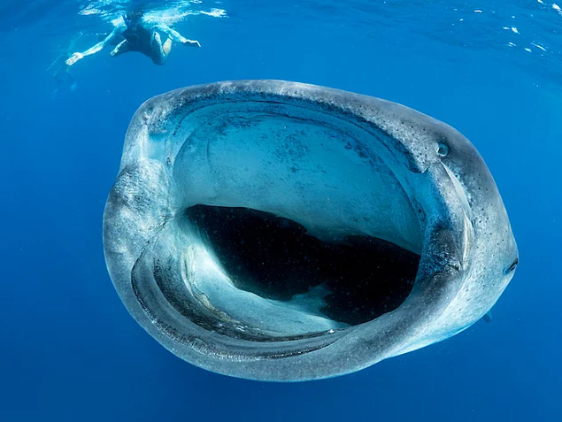 Гігантська китова акула