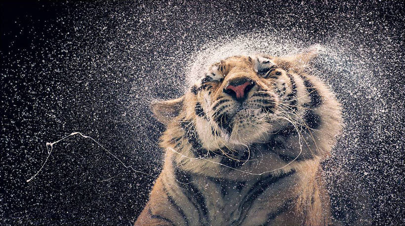 13 шедевральні знімків диких тварин від геніального Тіма Флеча