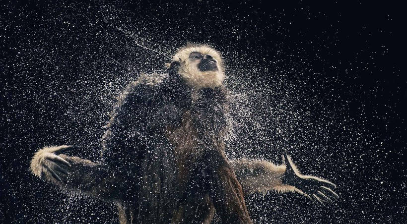 13 masterpieces of wild animals from the genius Tim Flach