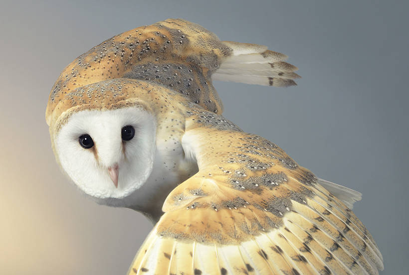 13 masterpieces of wild animals from the genius Tim Flach