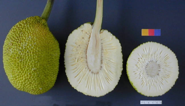 20 strange exotic fruits, of which you did not suspect existence