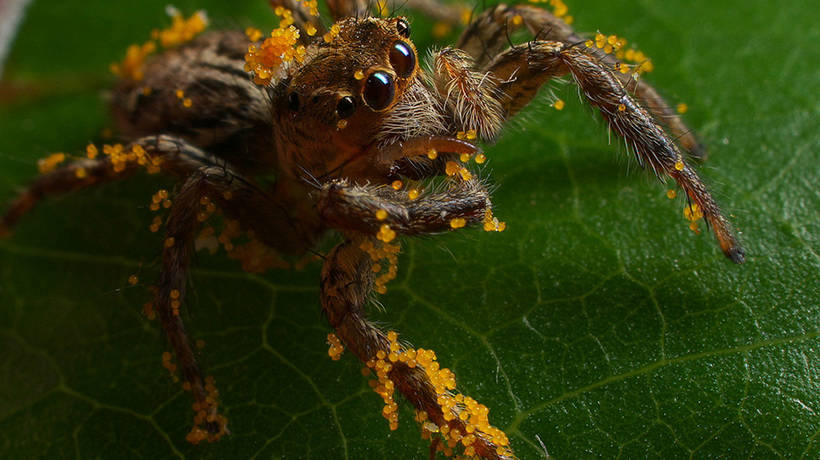Six myths about spiders