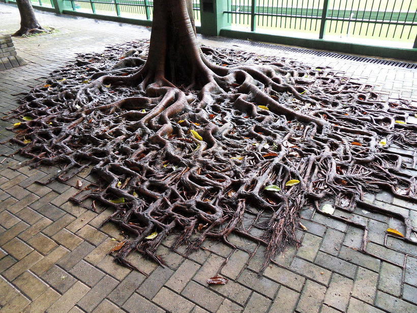 10 amazing trees with of the whole world who want to live in spite of everything 