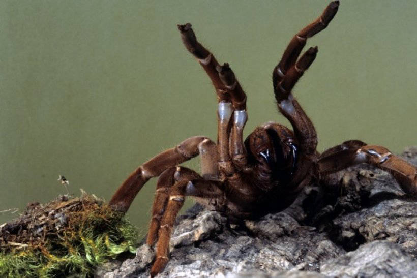 Six myths about spiders