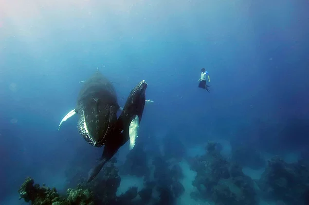 Only a sea walk with humpback whales