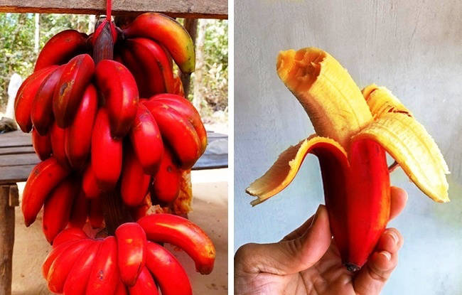 20 strange exotic fruits, the existence of which you did not suspect
