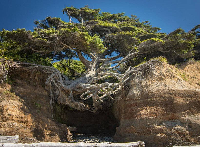 10 дивовижних дерев з усього світу, які хочуть жити всупереч усьому