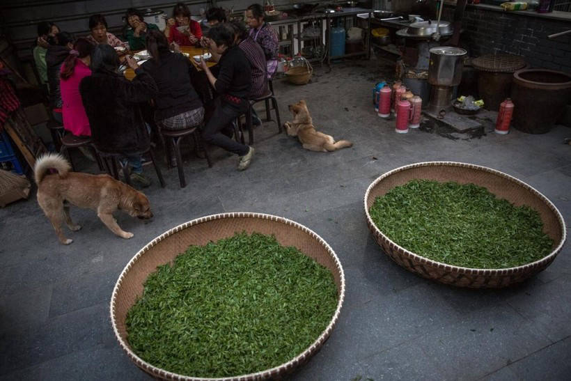 Green seas of Chinese plantations, where they produce a quarter of all tea in the world