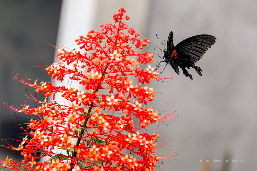 Волшебство загадочного острова Суматра
