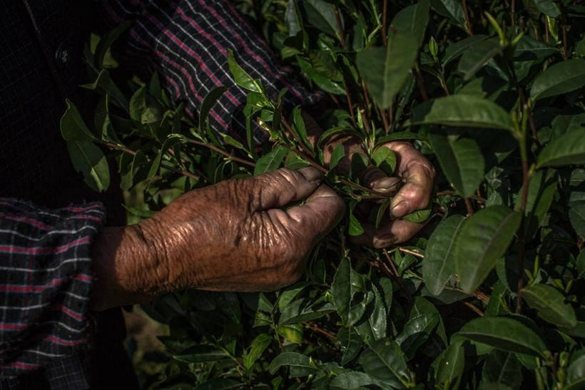 Green seas of Chinese plantations, where they produce a quarter of all tea in the world