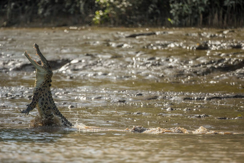 Австралійські мисливці на гігантських крокодилів
