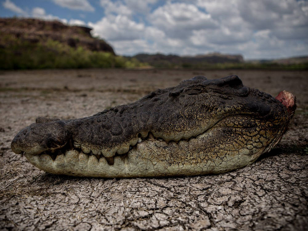 Австралийские охотники на гигантских крокодилов