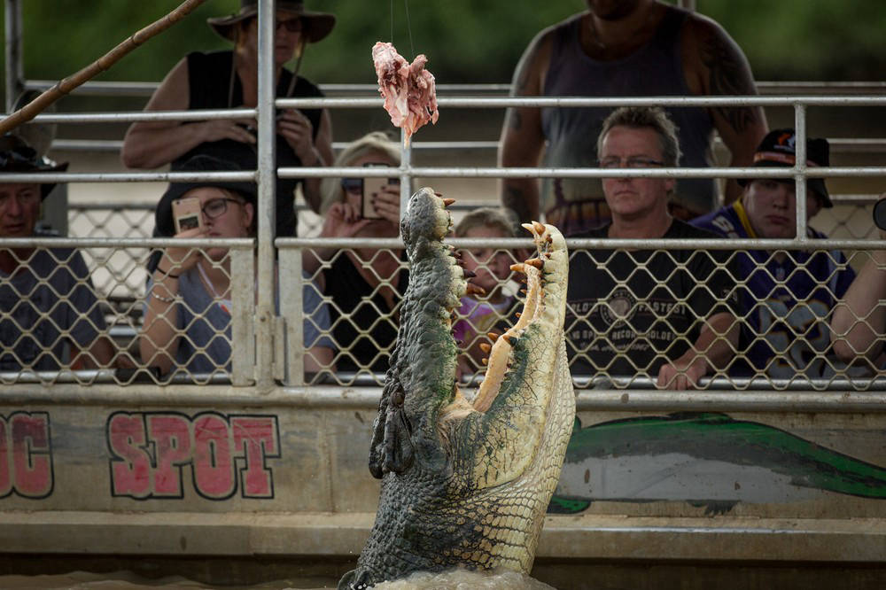 Australian Hunters on Giant Crocodiles