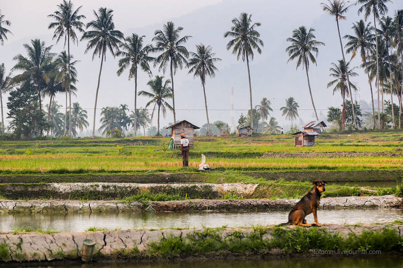 Волшебство загадочного острова Суматра