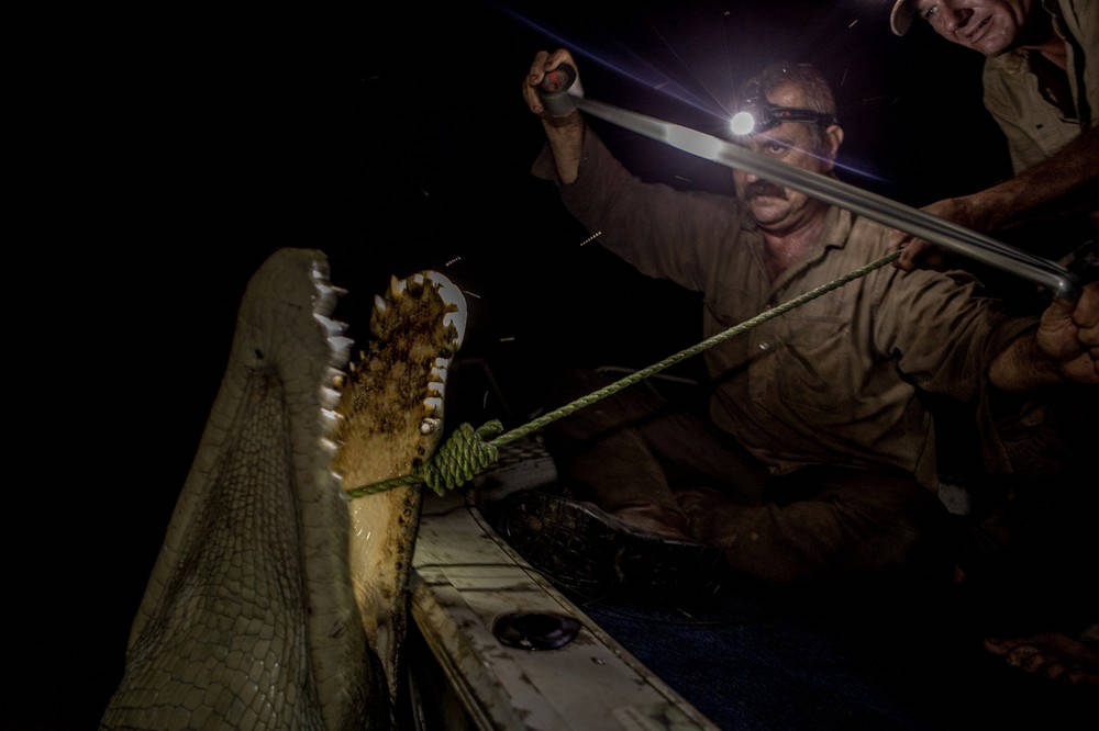 Australian hunters on the giant crocodiles 