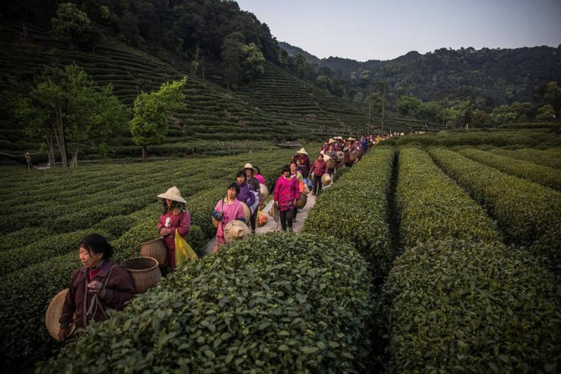 Зеленые моря плантаций Китая, где производят четверть всего чая в мире