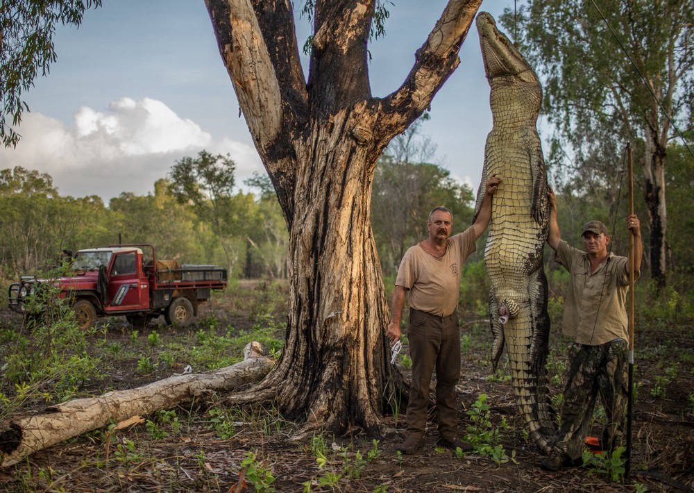 Australian hunters on giant crocodiles