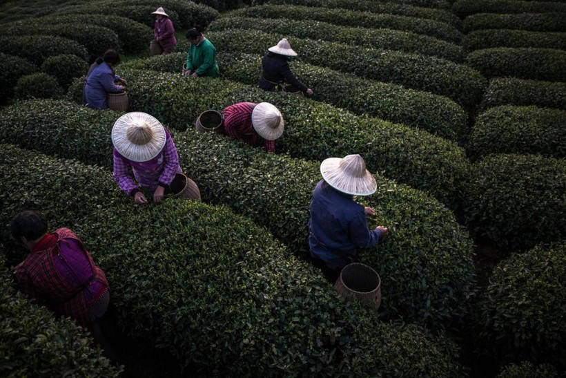 Зеленые моря плантаций Китая, где производят четверть всего чая в мире