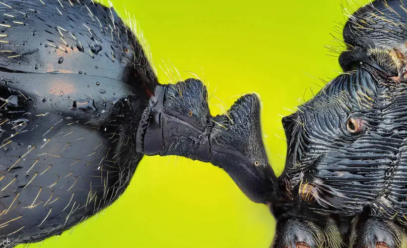 10 победителей конкурса макрофотографии Nikon показывают невидимый мир